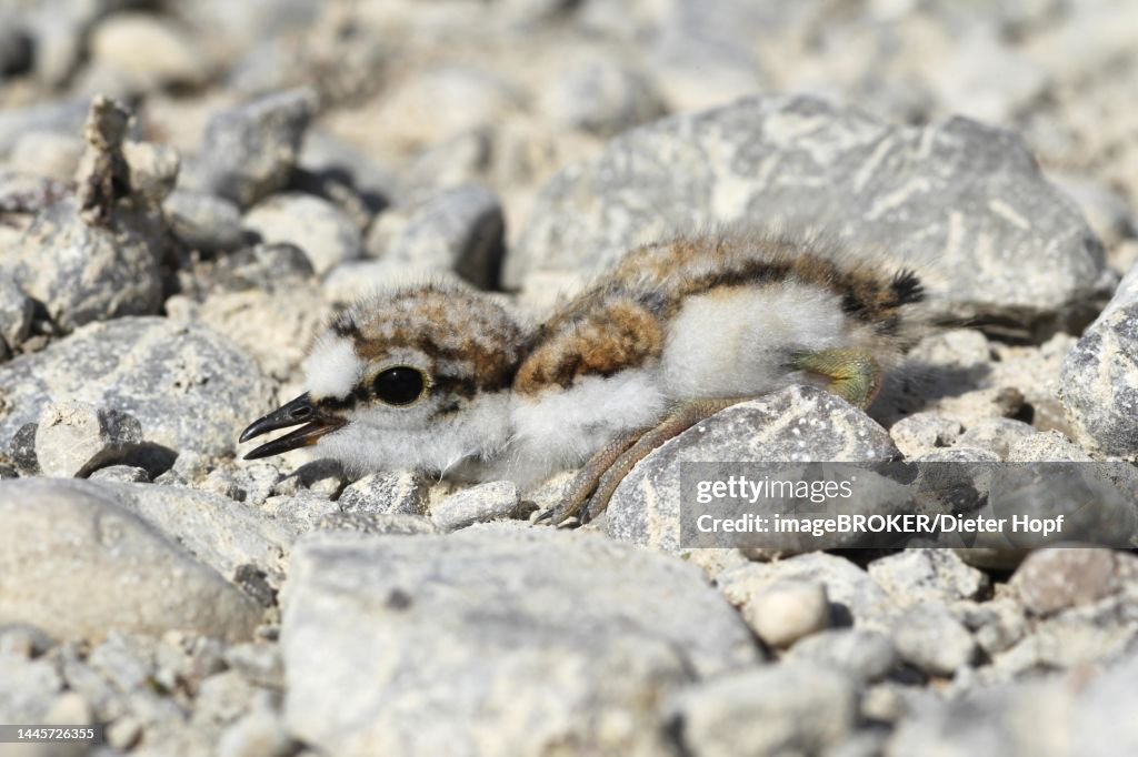 Little Ringed Plover (Charadrius dubius) perfectly camouflaged young bird in gravel, Allgaeu, Bavaria, Germany