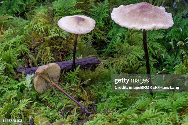 hornstiel-schwindling (marasmius cohaerens), lamellar fungus, baden-wuerttemberg, germany - marasmius stock pictures, royalty-free photos & images