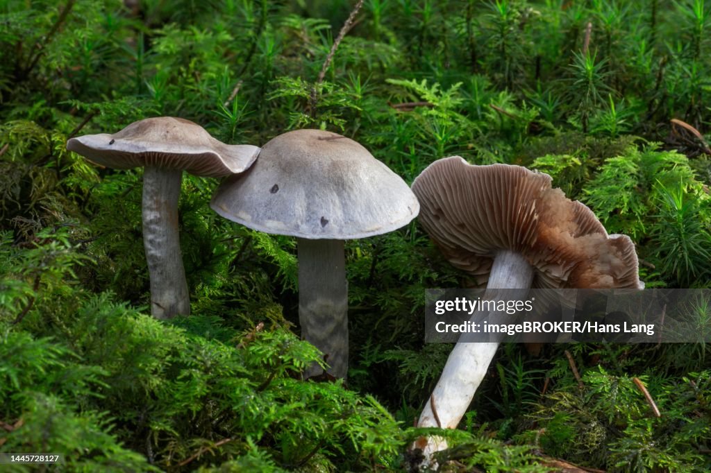 Hydrocybe (Telamonia), lamellar fungus, slime allied, Baden-Wuerttemberg, Germany