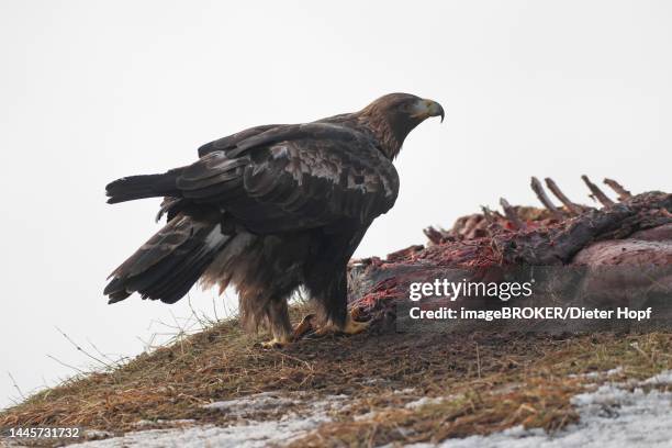 golden eagle (aquila chrysaetos) in the mountains at carcass, vorarlberg, austria - golden eagle stock illustrations