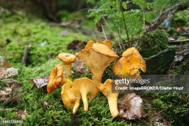 chanterelle (cantharellus cibarius) allgaeu, bavaria, germany - golden chanterelle stock illustrations