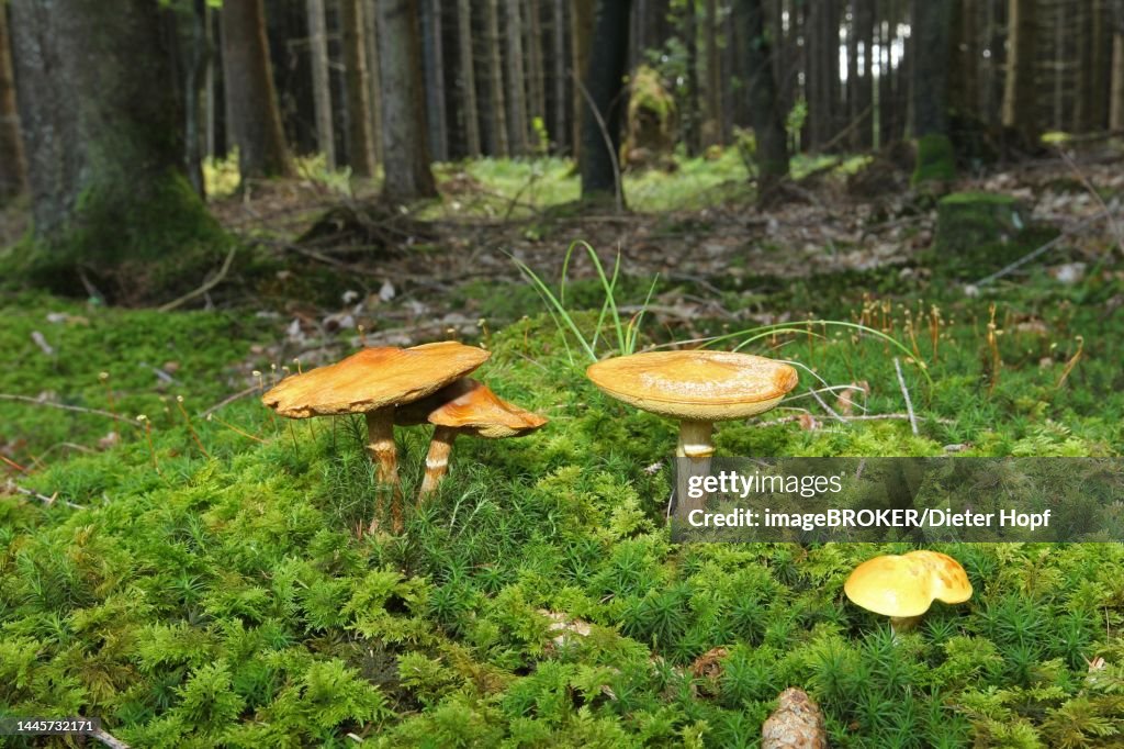 Greville's bolete (Suillus grevillei) Allgaeu, Bavaria, Germany