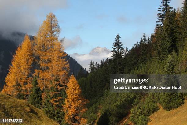 autumn with golden larches and foggy atmosphere in the upper lechtal, tyrol, austria - lech austria stock illustrations