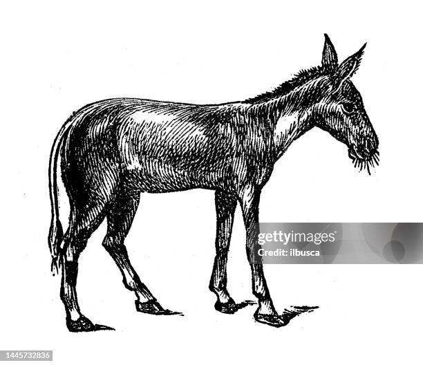 antique engraving illustration: hinny - mule stock illustrations