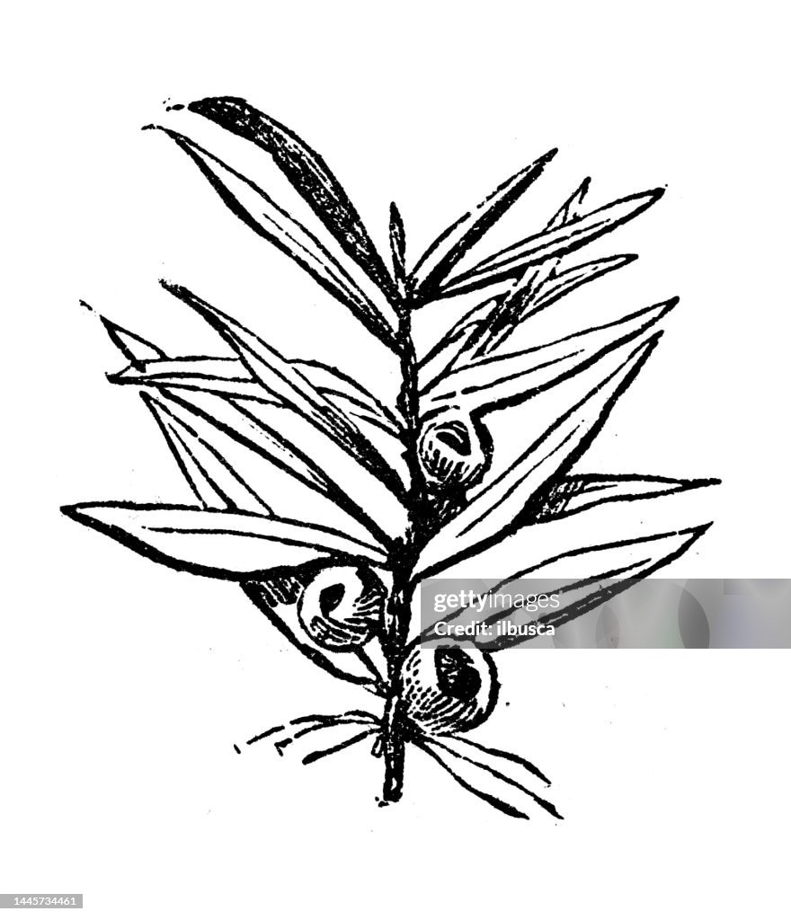 Antique engraving illustration: Yew tree
