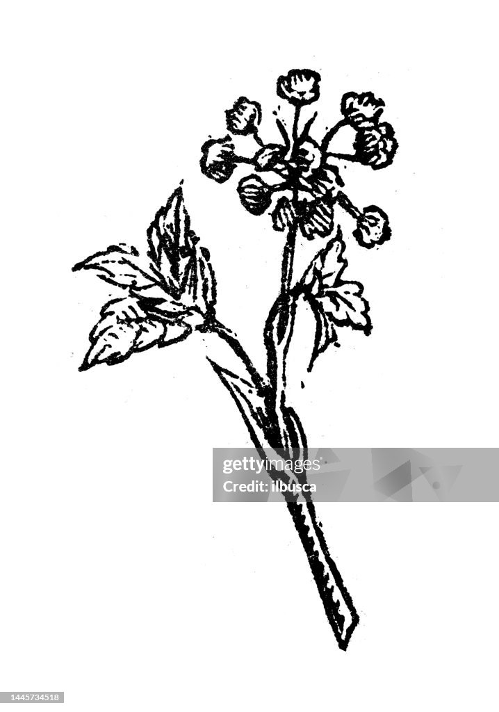 Antique engraving illustration: Imperatoria ostruthium, masterwort