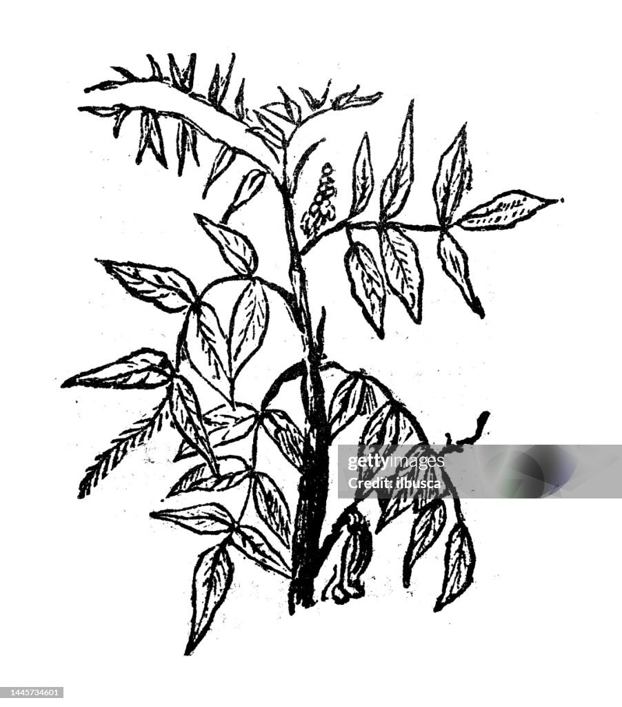 Antique engraving illustration: Indigofera tinctoria, true indigo