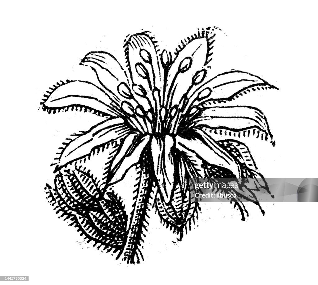 Antique engraving illustration: Sempervivum, liveforever