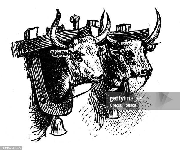 antique engraving illustration: yoke - oxen stock illustrations