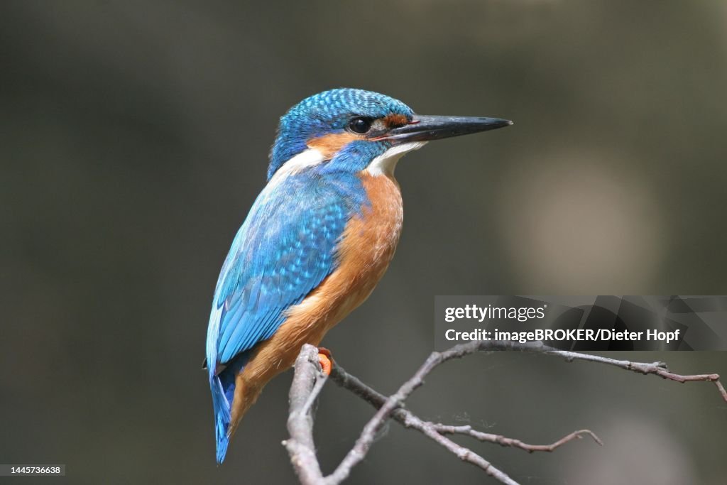 Kingfisher (Alcedo athis) male sitting on a branch above the water, Allgaeu, Bavaria, Germany