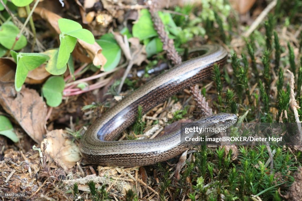 Slow worm (Anguis fragilis) crawls across the forest floor, Allgaeu, Bavaria, Germany