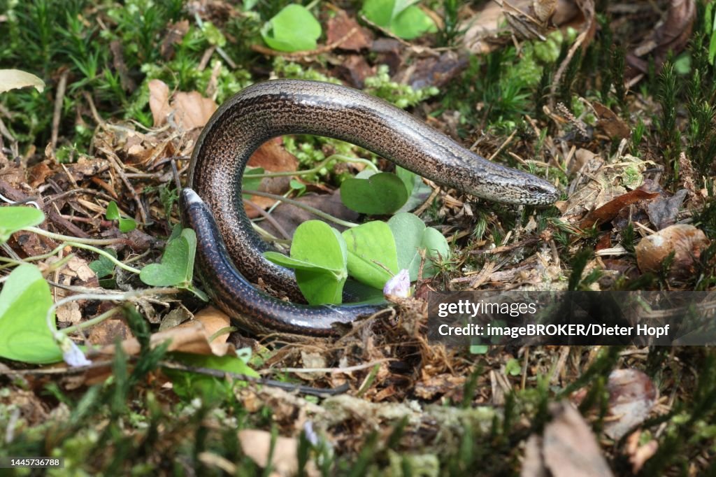 Slow worm (Anguis fragilis) playing dead by arching up, Allgaeu, Bavaria, Germany