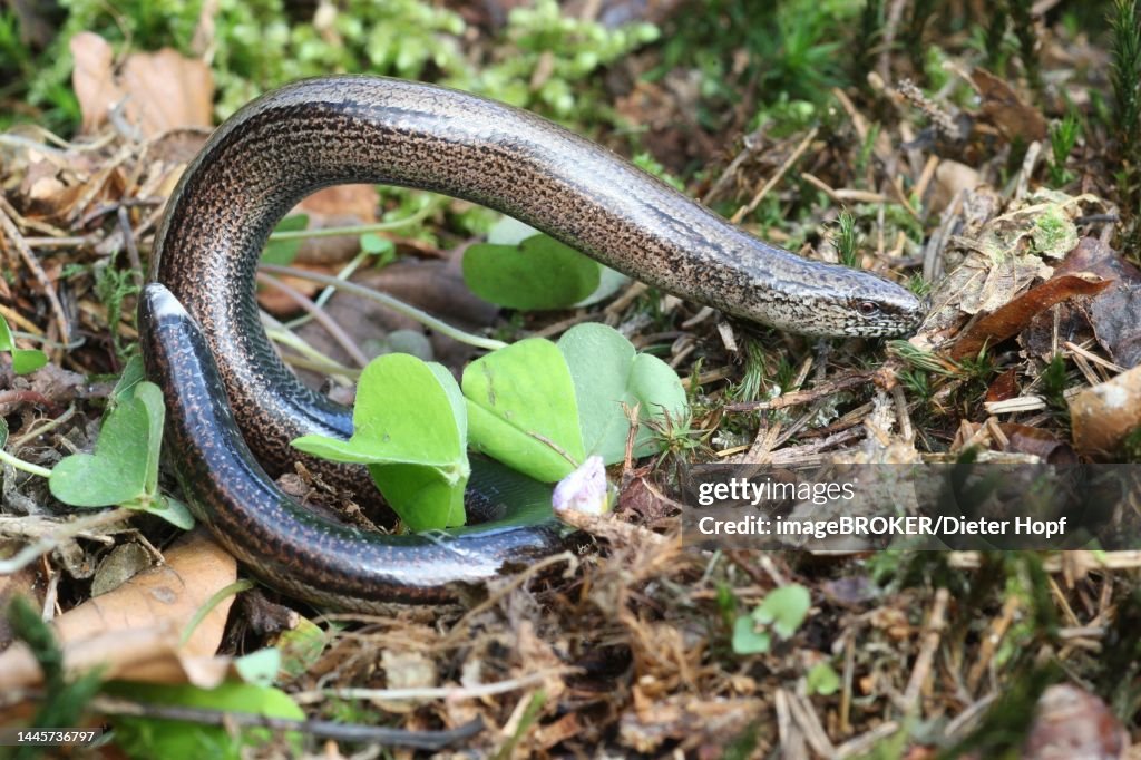 Slow worm (Anguis fragilis) playing dead by arching up, Allgaeu, Bavaria, Germany