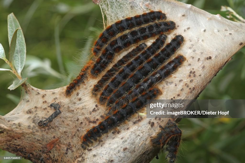 Moth small eggar (Eriogaster lanestris) hairy caterpillars with webs, Allgaeu, Bavaria, Germany