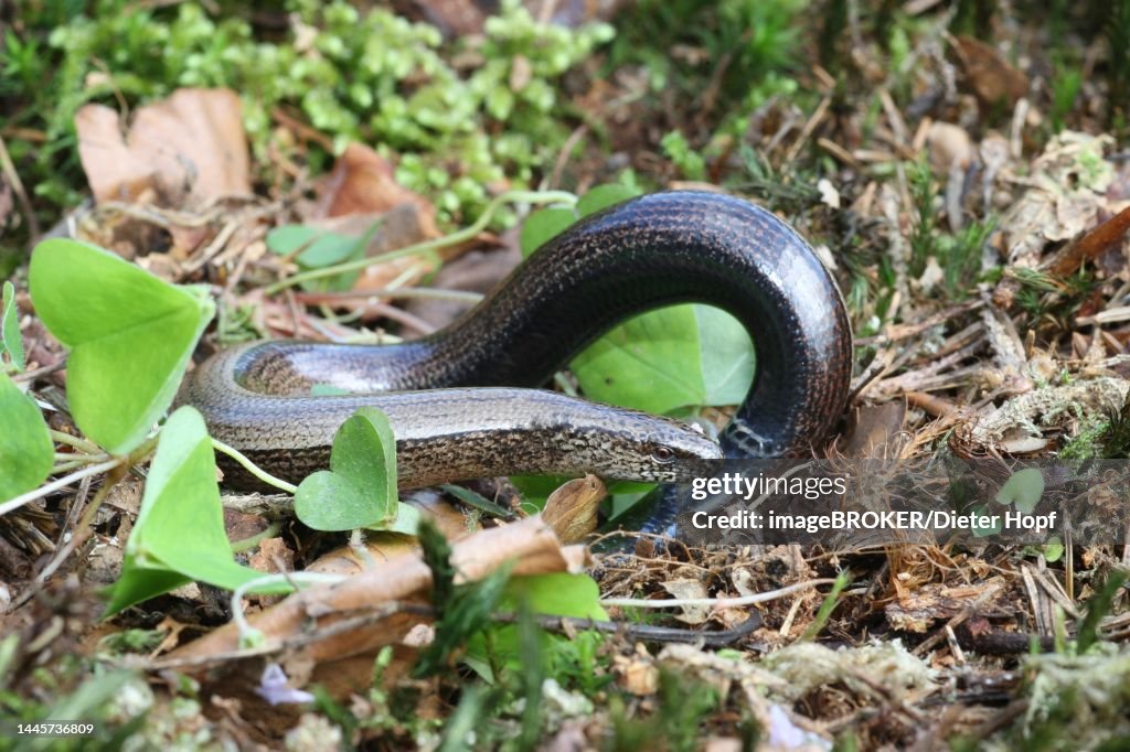 Slow worm (Anguis fragilis) playing dead by arching up, Allgaeu, Bavaria, Germany