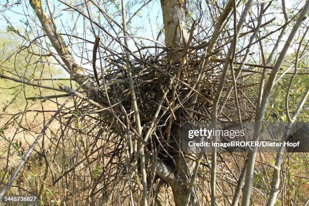 european magpie (pica pica) nest in a goat willow (salix caprea) allgaeu, bavaria, germany - european magpie stock illustrations