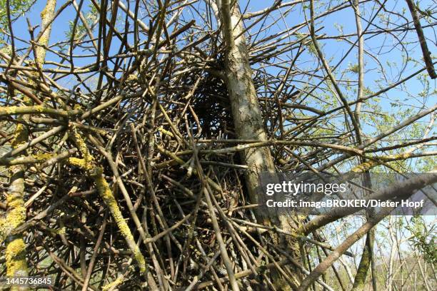 european magpie (pica pica) nest with clearly visible entrance and roof in a goat willow (salix caprea) allgaeu, bavaria, germany - european magpie stock illustrations