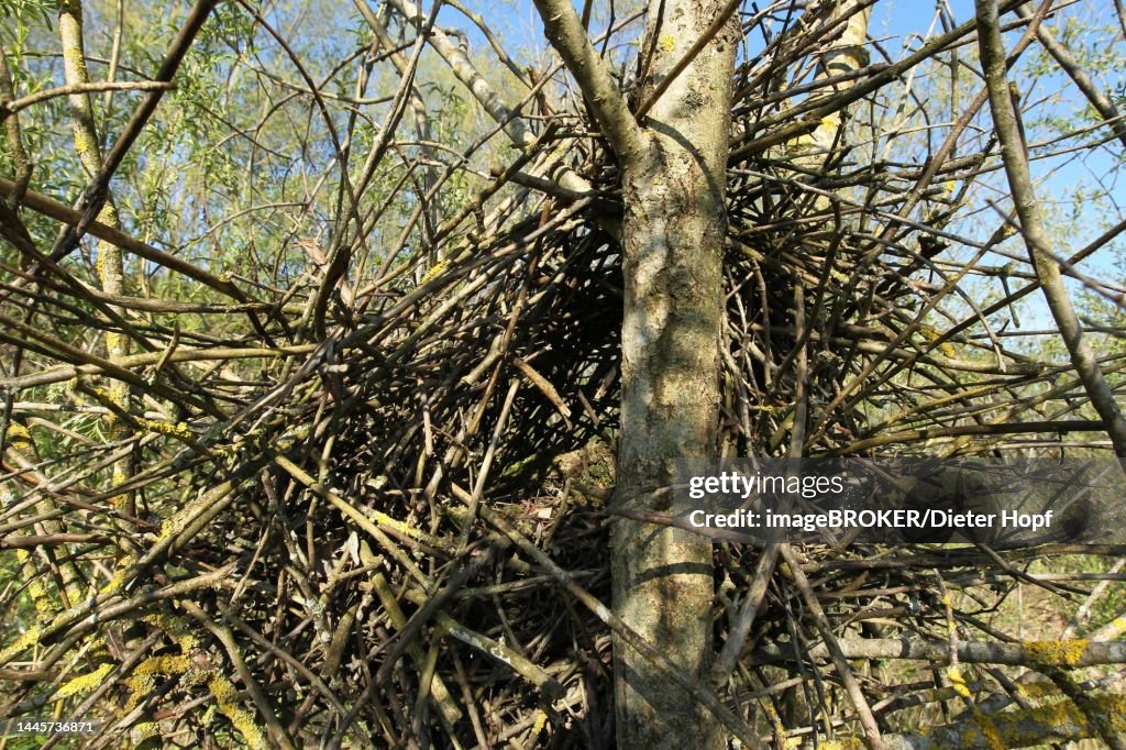 European magpie (Pica pica) Nest with clearly visible entrance and roof in a goat willow (Salix caprea) Allgaeu, Bavaria, Germany