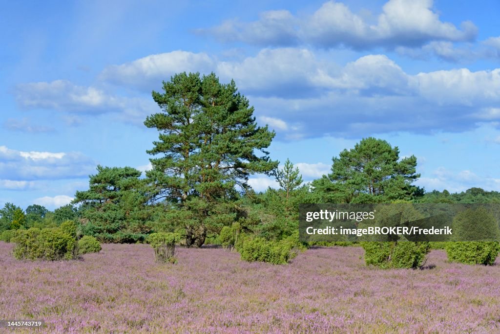 Heathland, juniper forest Schmarbeck, common juniper (Juniperus communis), pines (Pinus) and flowering common heather (Calluna Vulgaris), blue cloudy sky, South Heath nature park Park, Lueneburg Heath, Lower Saxony, Germany
