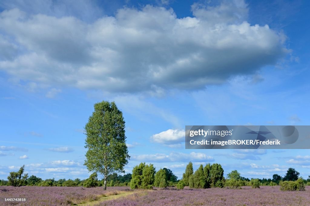 Heathland, juniper forest Schmarbeck, birch (Betula), solitary tree, common juniper (Juniperus communis) and flowering common heather (Calluna Vulgaris), blue cloudy sky, South Heath nature park Park, Lueneburg Heath, Lower Saxony, Germany