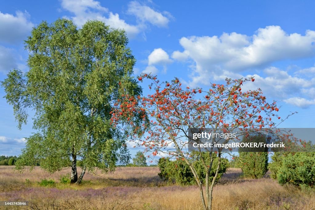 Heathland, juniper forest Schmarbeck, common juniper (Juniperus communis) (Sorbus aucuparia), birch (Betula), juniper and flowering common heather (Calluna Vulgaris), blue cloudy sky, South Heath nature park Park, Lueneburg Heath, Lower Saxony, Germany