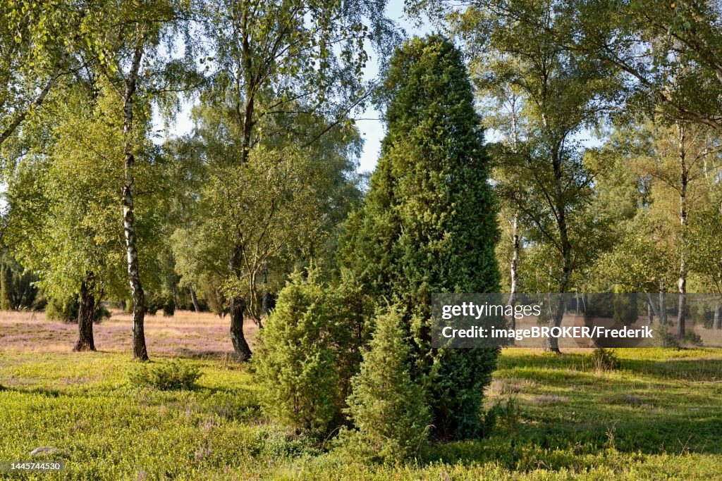 Heathland, Oberoher Heide, common juniper (Juniperus communis) and birch (Betula) on the edge of the flowering common heather (Calluna Vulgaris), Suedheide nature park Park, Lueneburger Heide, Lower Saxony, Germany