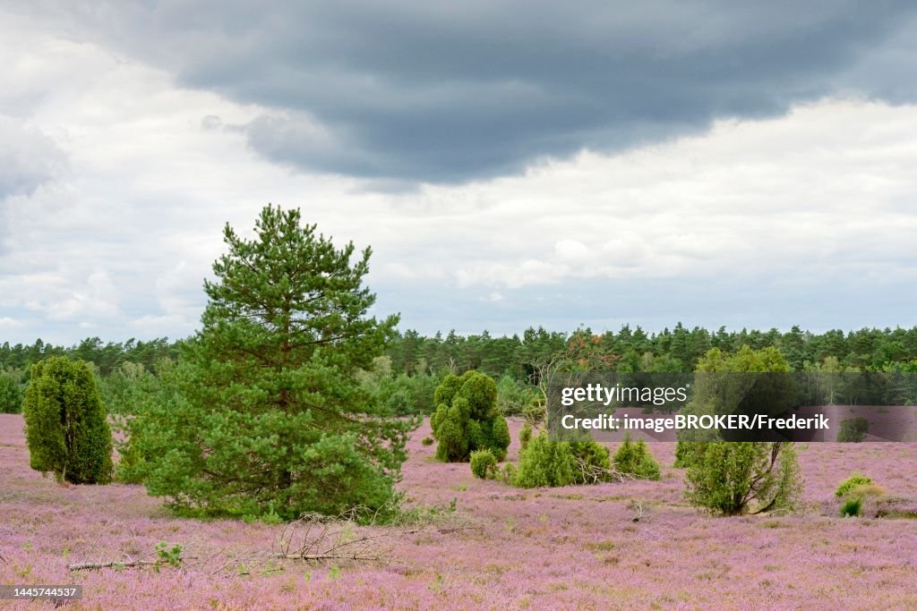 Heathland, Oberoher Heide, common juniper (Juniperus communis), pine (Pinus) and flowering common heather (Calluna Vulgaris), rainy sky, Suedheide nature park Park, Lueneburger Heide, Lower Saxony, Germany