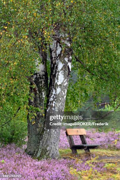 heathland, wietzer berg, resting bench under birch trees (betula), flowering common heather (calluna vulgaris), suedheide nature park park, lueneburg heath, lower saxony, germany - lüneburger heide stock-grafiken, -clipart, -cartoons und -symbole