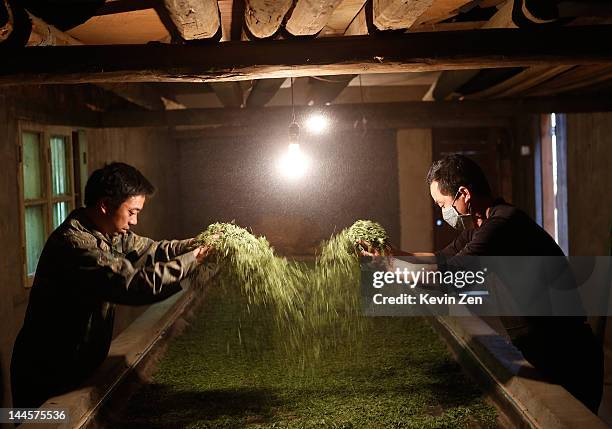 Workers handle Jinjunmei, a quality red leaf tea at a tea factory in the village of Tongmuguan, an area famous for the origin of red tea, on May 11,...