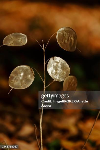 field penny-cress (thlaspi arvense), november, germany - thlaspi arvense stock pictures, royalty-free photos & images