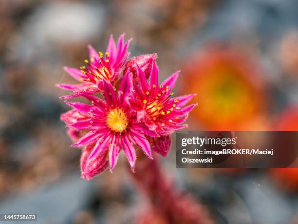 mountain houseleek (sempervivum montanum), rock plants, devon, england, united kingdom - sempervivum montanum stock pictures, royalty-free photos & images