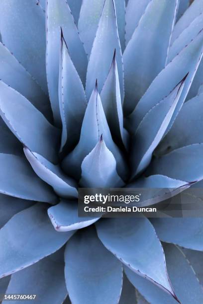 blue agave - agave azul - fotografias e filmes do acervo