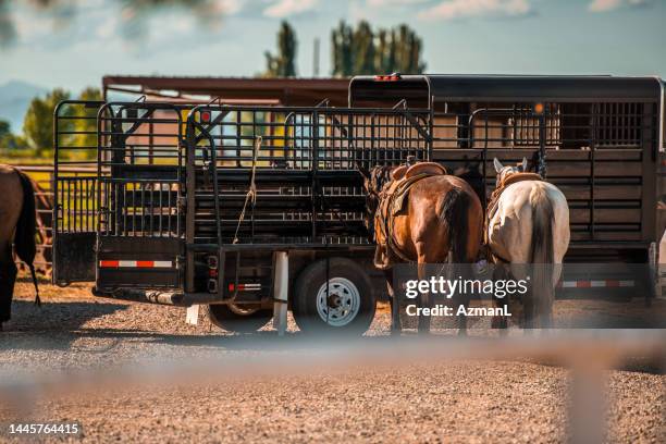 horses tied up to a horse trailer - horse pulling wagon stock pictures, royalty-free photos & images