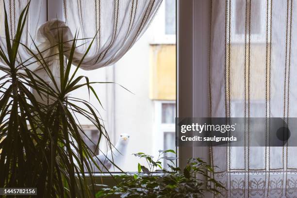 seagull in a window photographed from inside the house - offbeat documentation foto e immagini stock