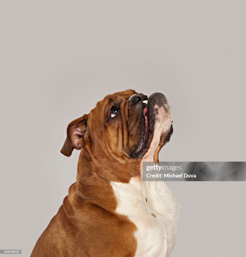 English Bulldog Studio Shot Begging