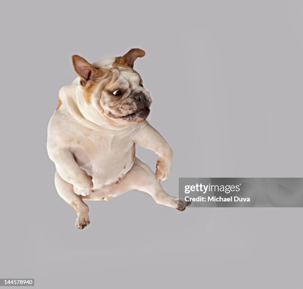 english bulldog studio shot kicking in anger - english bulldog stock pictures, royalty-free photos & images