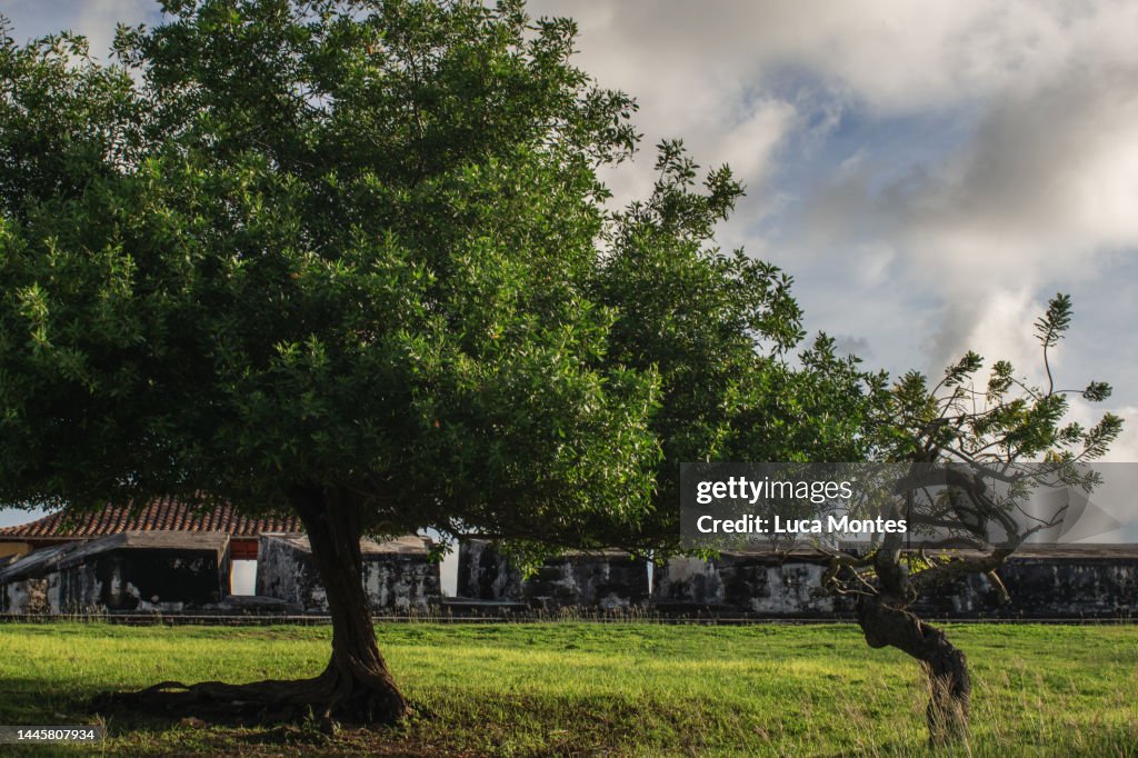 Colonial Tree Beautiful Tree On A Hill Near The Historical Fort Of The Colonial Era ...