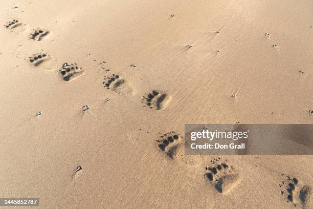 fresh grizzly bear paw prints in sand - bear paw print stock-fotos und bilder