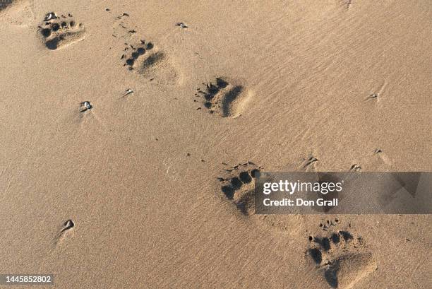 fresh grizzly bear paw prints in sand - bear paw print stock pictures, royalty-free photos & images