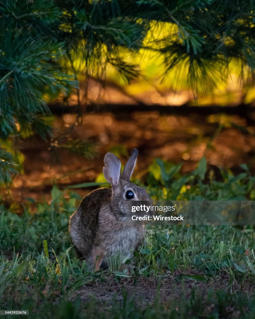 Vertical Portrait Of An Eastern Cottontail Rabbit Sitting On Green ...