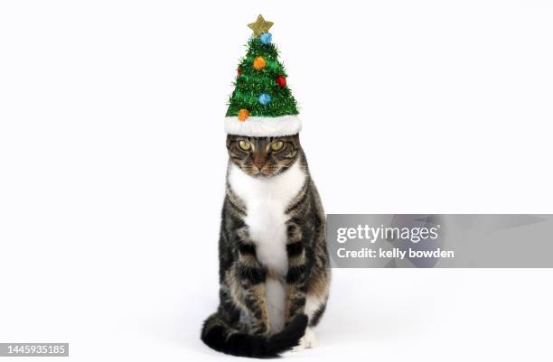 cat wearing christmas tree hat bah humbug white background - christmas tree white background stock pictures, royalty-free photos & images