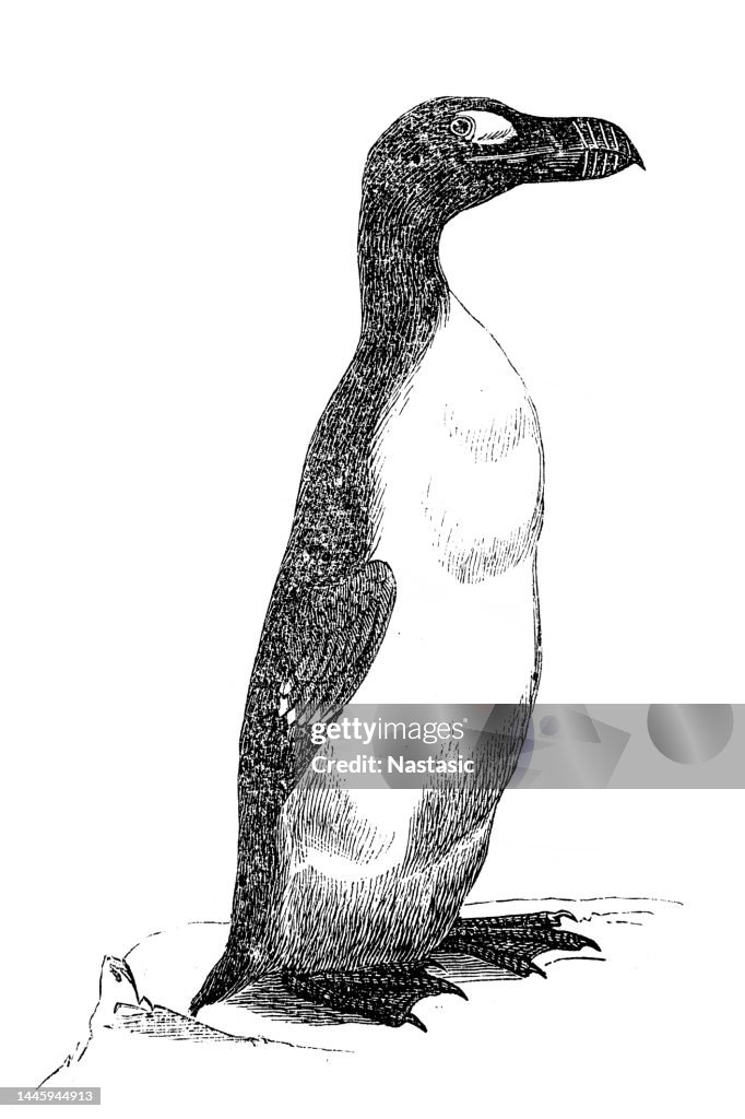 Great Auk