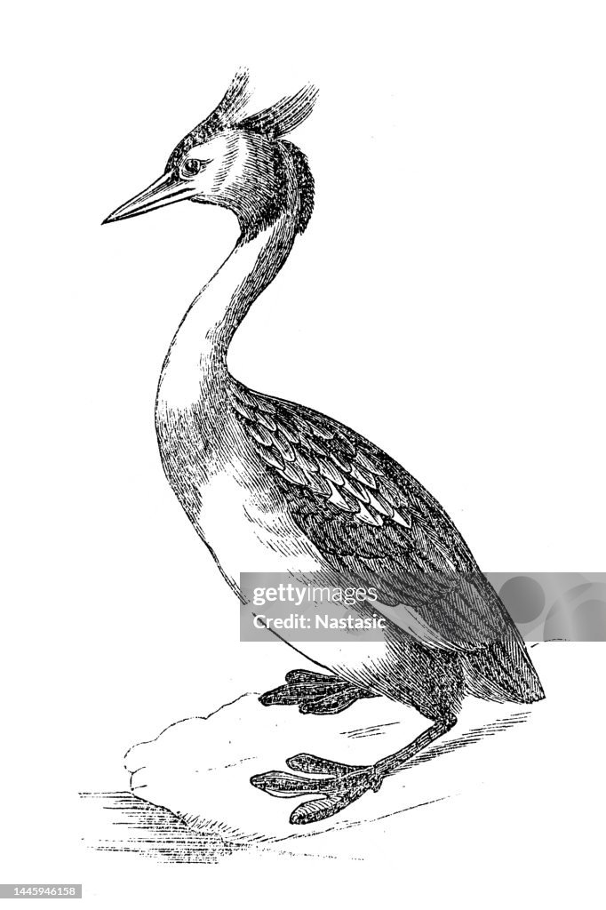 Grande Grebe com crista (cristatus do podiceps)