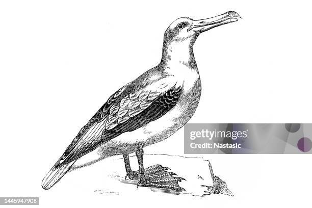 albatross - wandering albatross stock illustrations