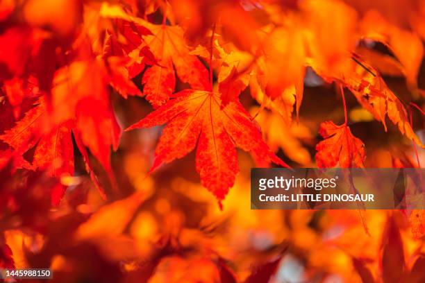 maple leaves (close-up) - tokai region stock-fotos und bilder