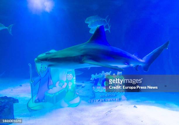 Shark swimming in front of the methacrylate aquatic Nativity Scene in the shark tank, at the Aquarium of the Madrid Zoo, on December 1 in Madrid,...