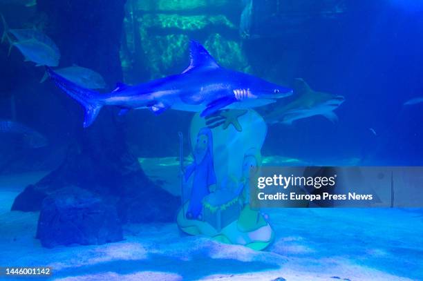 Shark swimming in front of the methacrylate aquatic Nativity Scene in the shark tank, at the Aquarium of the Madrid Zoo, on December 1 in Madrid,...
