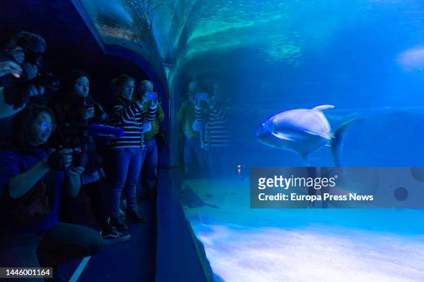 Several people watch and photograph the installation of the methacrylate aquatic Nativity scene in the shark tank, at the Madrid Zoo Aquarium, on...