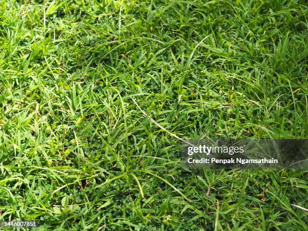 green leaves grass - lush lawn stock pictures, royalty-free photos & images