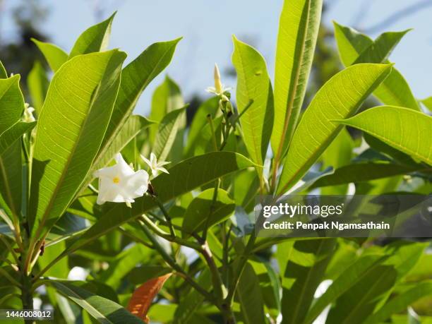 gardenia,  rubiaceae small perennials leaves are rounded, oval, pointed leaves, single flowers from the apex or the end of the branch. flowers are fragrant, white flower blooming and green leaves in garden on nature background - gardenia bildbanksfoton och bilder